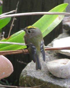 goldcrest visits the little barn on the isle of wight