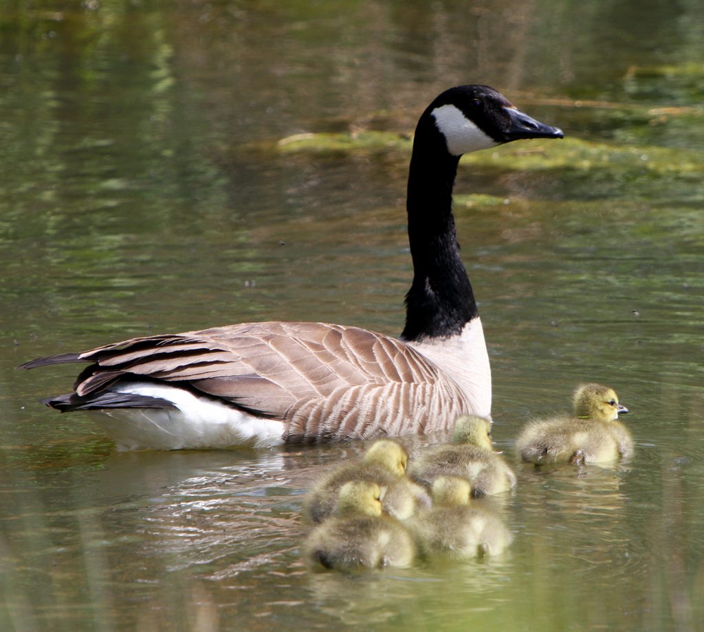 Canada Geese Chicks appear regularly