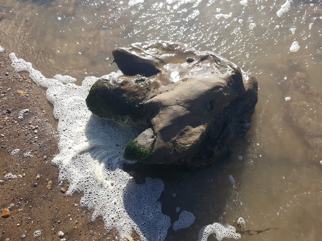 Dinosaur Footprint at Brook on the Isle of Wight