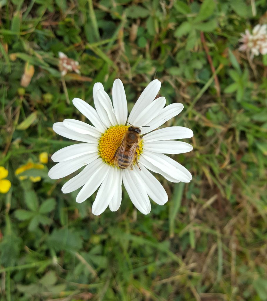 Honey Bees Thrive at The Little Barn