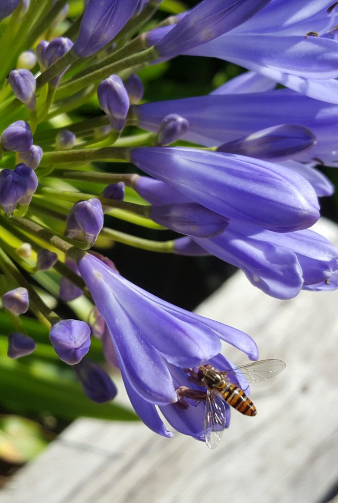 Hoverfly on Agapanthus at The Little Barn Shorwell