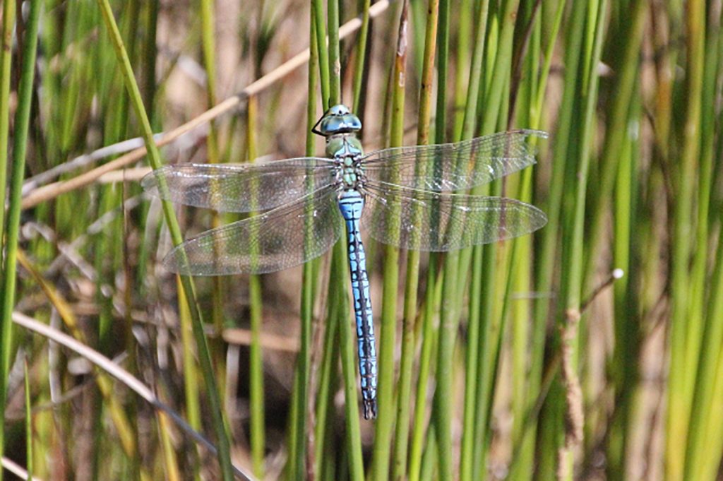 An Emporer Dragonfly settles on the reeds