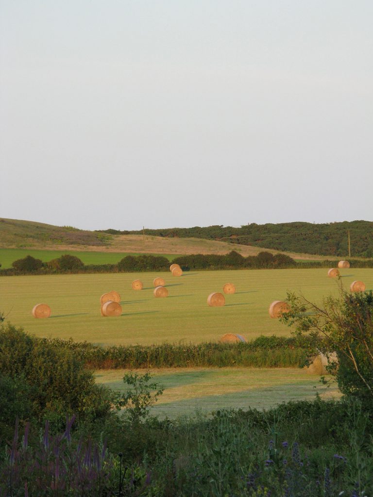 Harvest time in Atherfield