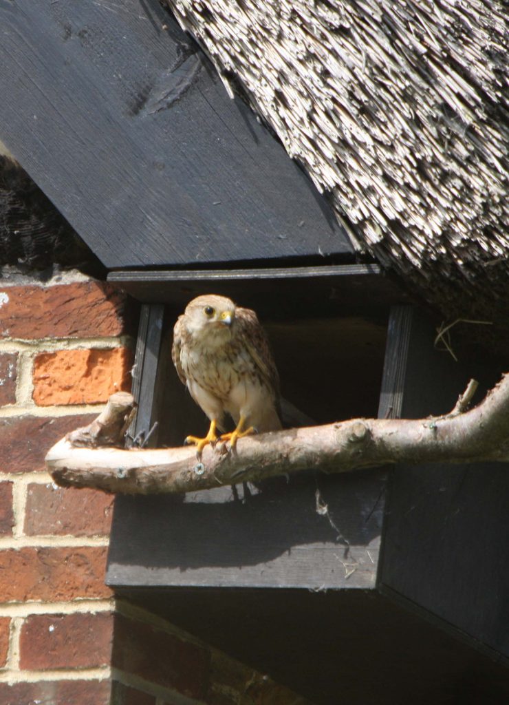 Kestrels nest each year at The Little Barn