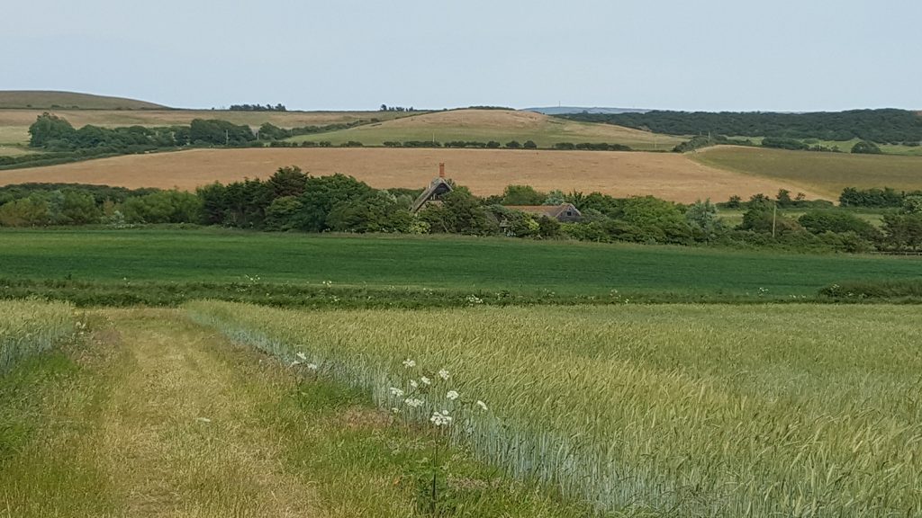 Spring wheat fields next to The LIttle Barn, Atherfield