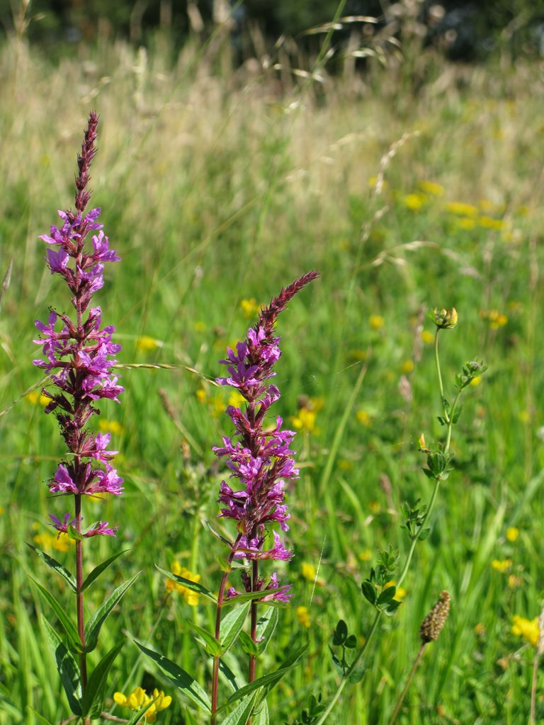 Wetland Marsh Orchids Thrive