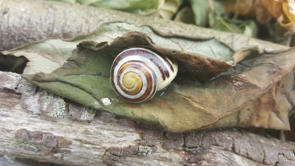 Snails