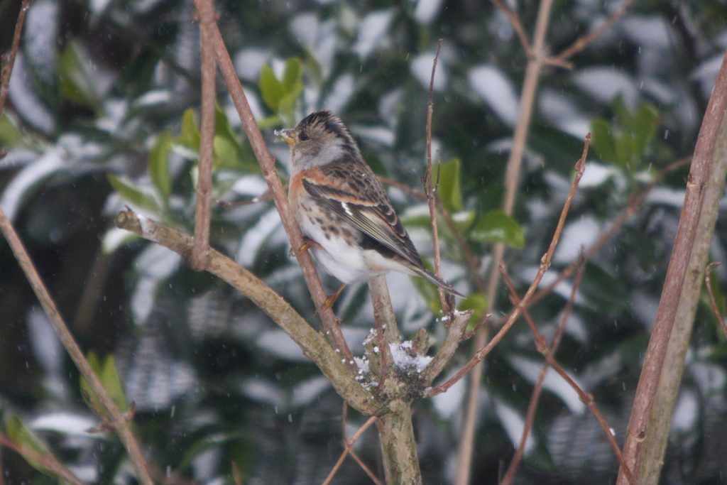 Snow Bunting in the Snow at The Little Barn