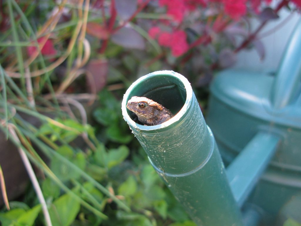 Wetland encourages all sorts of wildlife, including Toads