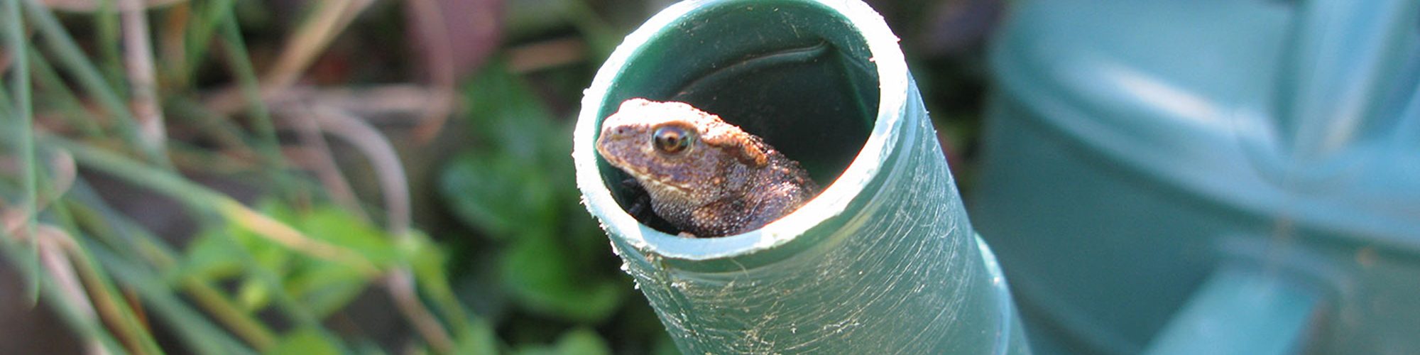 Wetland encourages all sorts of wildlife, including Toads