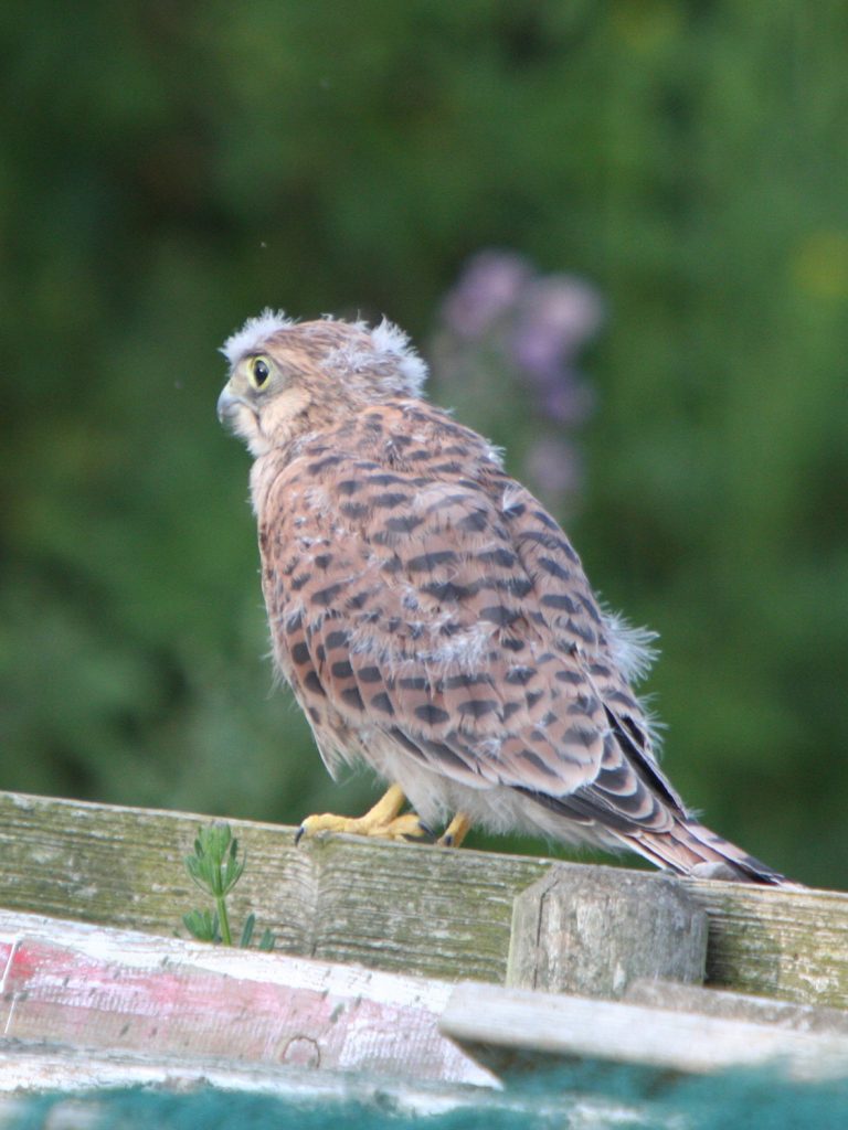 Baby Kestrel Raised at The Little Barn