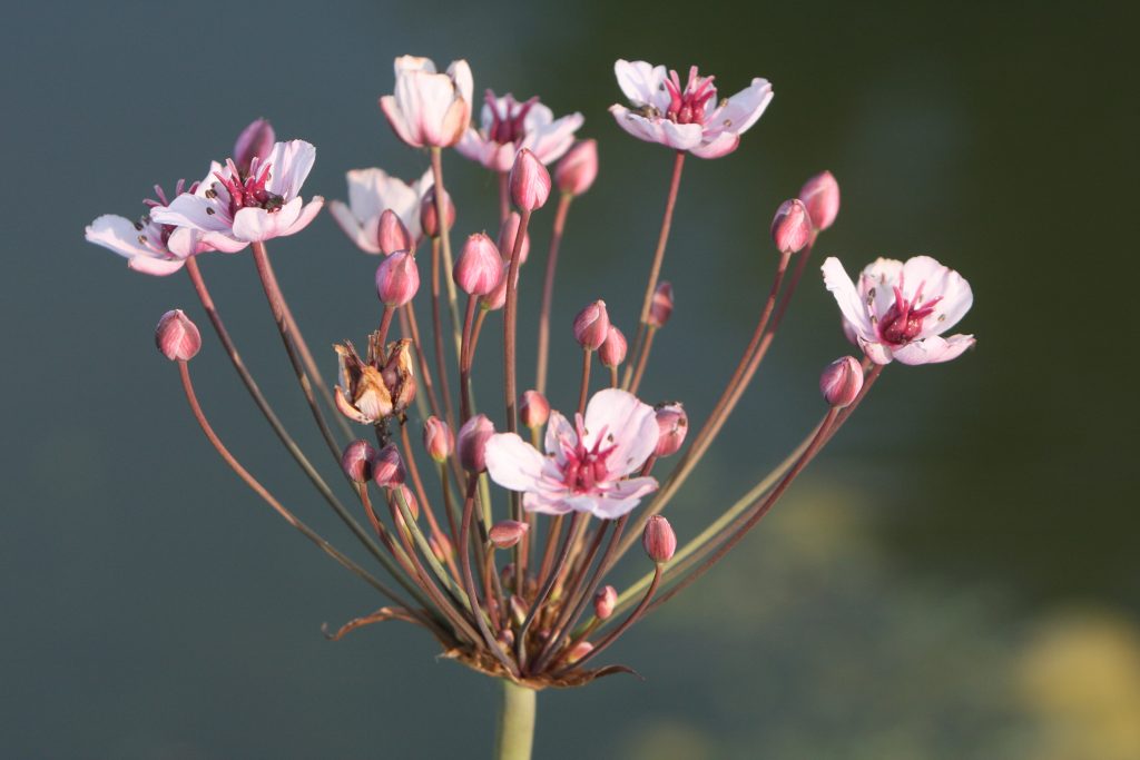 Beautiful lake flowers